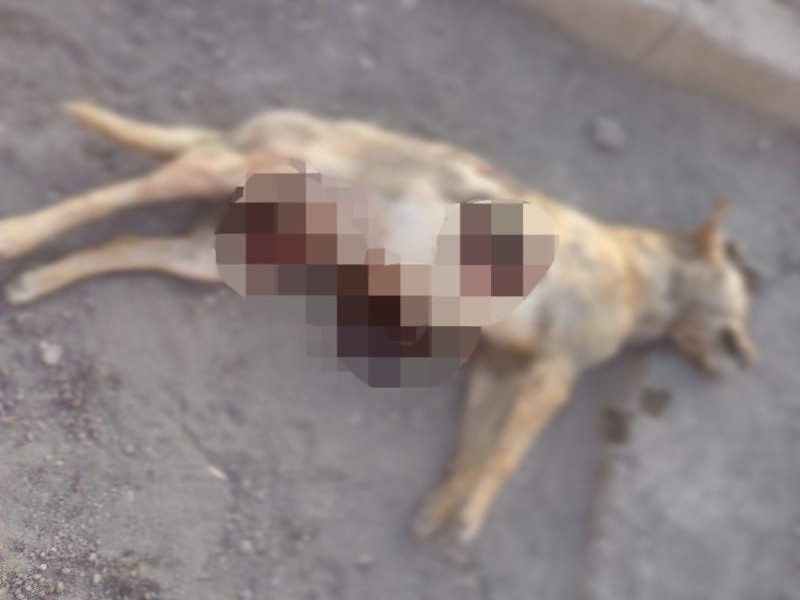 San Pedro: prisión preventiva de 15 días por asesinar a una perra preñada